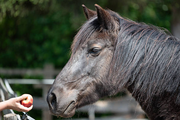 istock Feeding horses et the farm 2211396913
