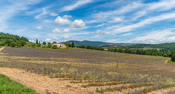 istock Lavender field in France 2211397149