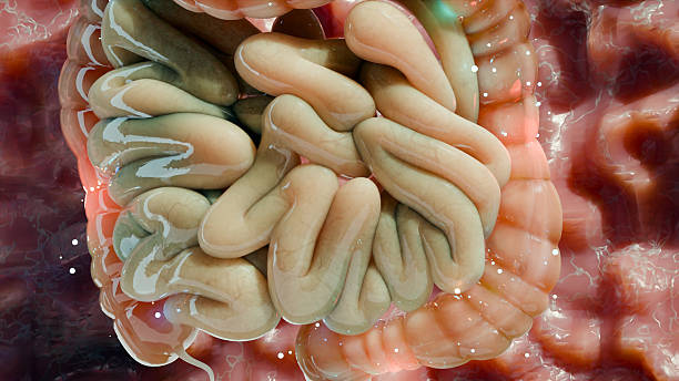 istock irritable bowel syndrome (IBS) Treatment, Medications for Functional bowel disorder or Gastrointestinal, Gut-brain axis, Laxatives for IBS, Abdominal Pain, Bloating and Cramps and Gas, 3d render 2211398262