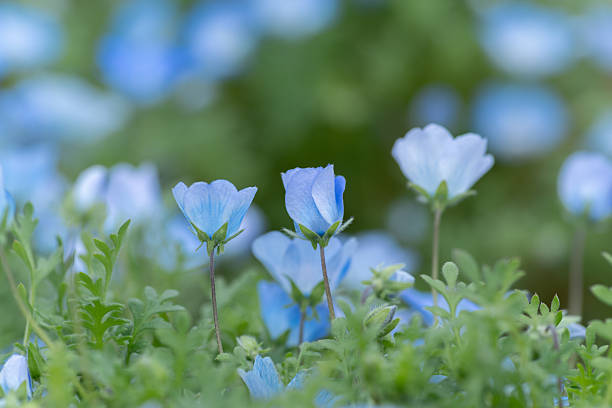 istock Beautiful Nemophila in bloom 2211399995