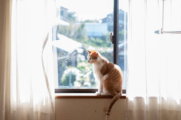 istock Cute cat sitting by the window 2211400297