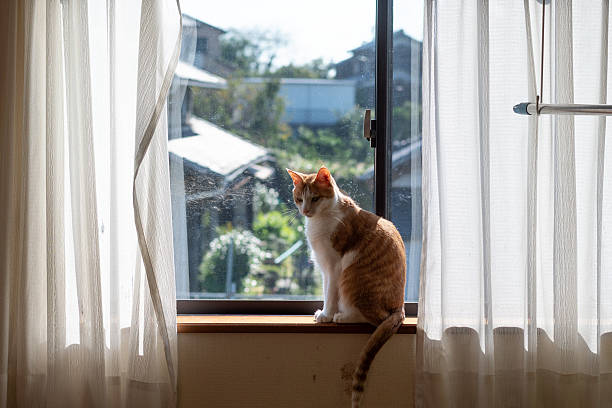 istock Cute cat sitting by the window 2211400316