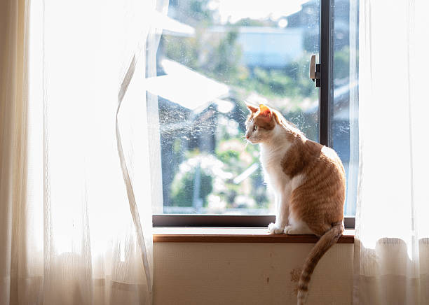 istock Cute cat sitting by the window 2211400328
