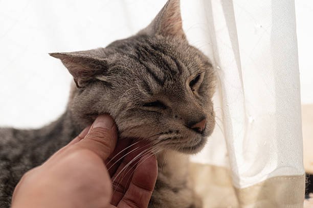 istock Person petting a cute cat 2211400552