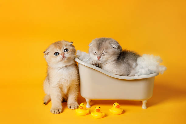 istock Two Kittens with Rubber Ducks on Yellow Background 2211403040