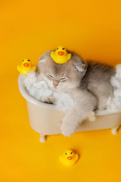 istock Sleepy Kitten in Toy Bathtub with Rubber Ducks 2211403045