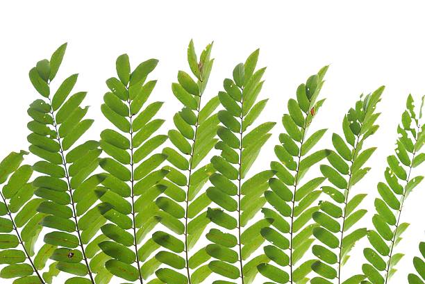 istock A tropical plant leaf with branches on white isolated background for green foliage backdrop 2211403580