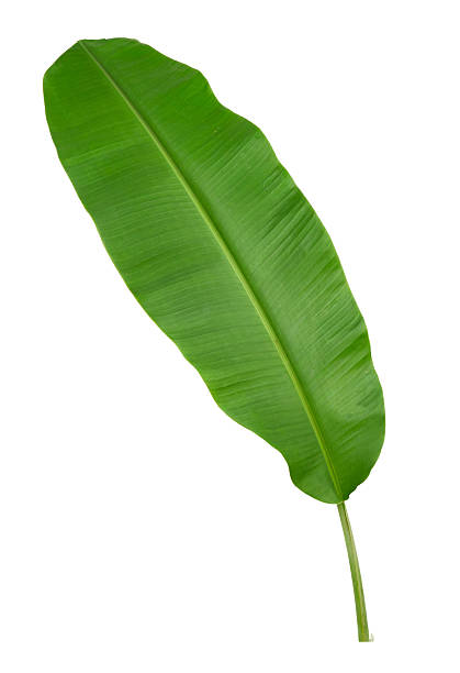 istock Banana green leaf tropical plant isolated on white background. 2211405385