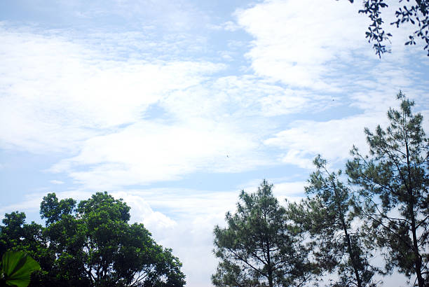 Blue sky with scattered clouds over lush green trees and tall pine trees. A peaceful and bright day in nature, perfect for outdoor relaxation or scenic backgrounds.