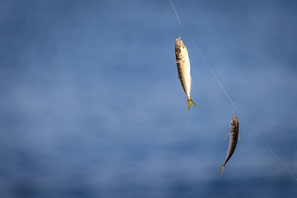 Fish hunting in Marmara sea at sunset.Istanbul - Turkey