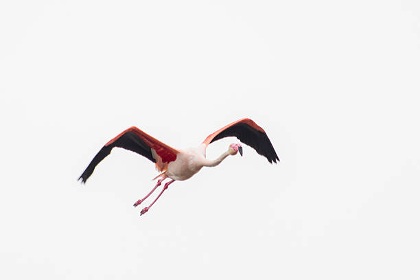 istock Pink Flamingo (Phoenicopterus roseus) in Flight 2211406726