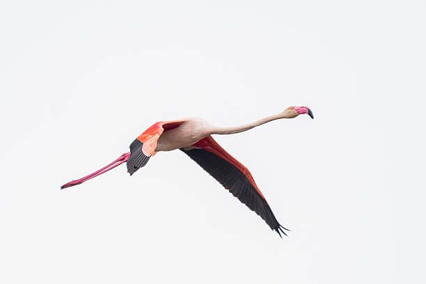 istock Pink Flamingo (Phoenicopterus roseus) in Flight 2211406734