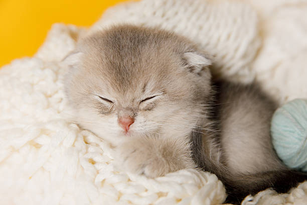 istock Sleepy Kitten on White Blanket with Knitted Yarn Balls 2211407756