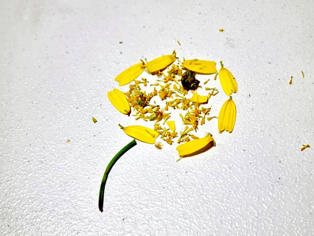 Petals Arranged Like a Flower on White Background Yellow petals and stem arranged to resemble a flower, placed on white surface arnica flower single flower white stock pictures, royalty-free photos & images