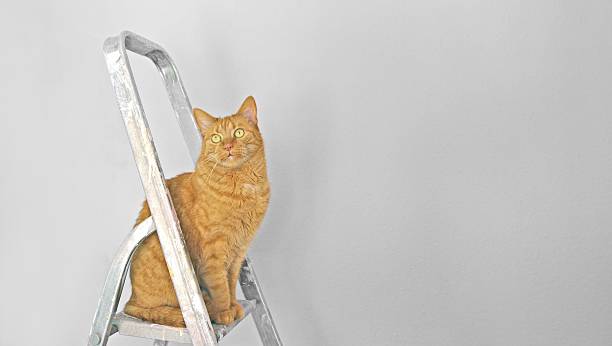 istock Funny red cat sitting on a step ladder and looking curious at camera. Panoramic image with copy space. 2211407939