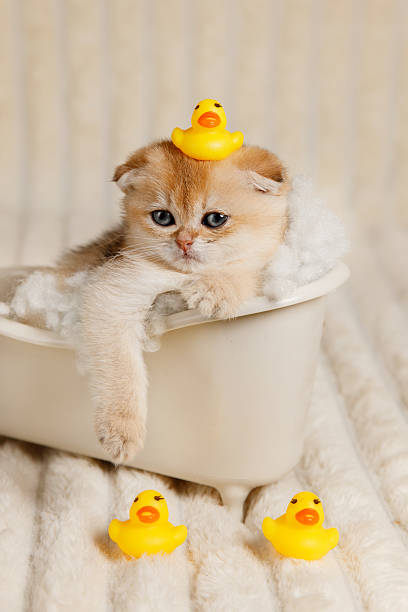 istock Kitten Relaxing in Toy Bathtub with Rubber Ducks 2211408208