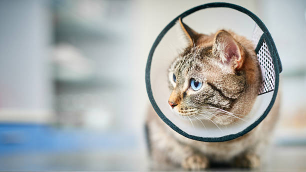 istock Cat in plastic collar at the veterinarian 2211409720