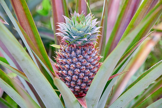istock Close-up of pineapple growing on plant 2211410358