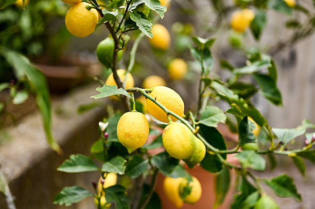 istock Lemon tree branches growing with ripe yellow lemons 2211412089