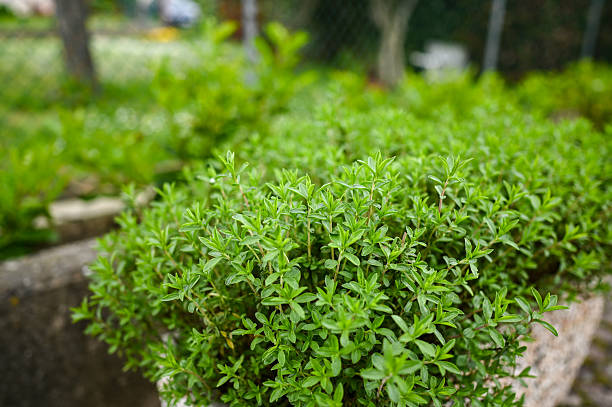 Winter savory growing in a garden bed