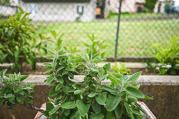 Sage growing in a pot in a garden