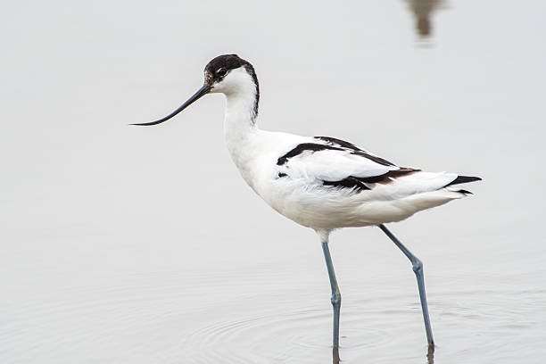 istock Pied Avocet (Recurvirostra avosetta) Foraging in Water 2211413370