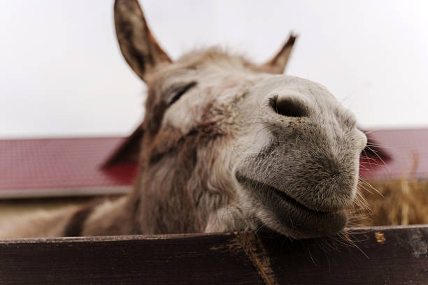 Eseltjiesrus Donkey Sanctuary - Promoting the welfare and status of donkeys through a culture of caring