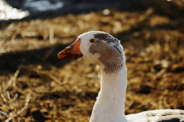 Group of geese gathers in a sunny spot on a farm, intently focused on foraging for food among the earthy tones of the ground.
