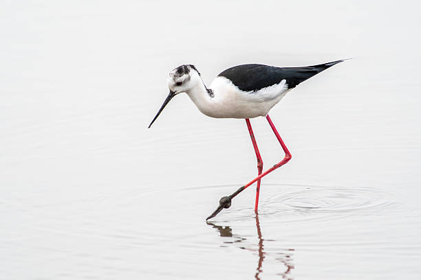 istock Black-winged Stilt (Himantopus himantopus) Foraging in Water 2211414828