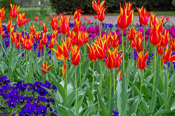 istock Cologne Rheinpark in springtime 2211415271