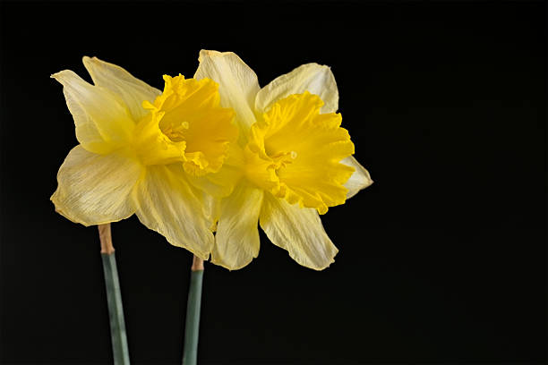istock Daffodil Flowers Isolated On A Black Background 2211415741