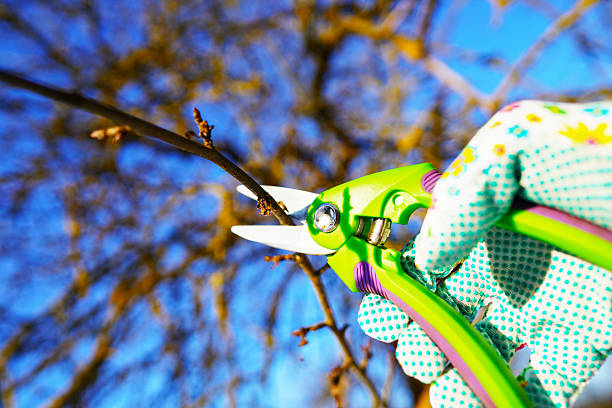 Cut branch use branch cutter. Cutting branches on apple tree use Garden pruning shears. Trimming tree branch in rural garden. Pruning tree with clippers on backyard in village. Pruning  tools.