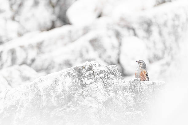 passerine bird in the mountains