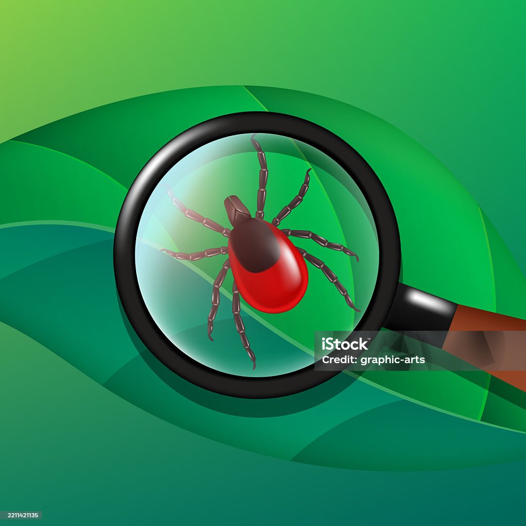 Ticks Windshield Tick Tick Under A Magnifying Glass Vector 3d Illustration Stock ...