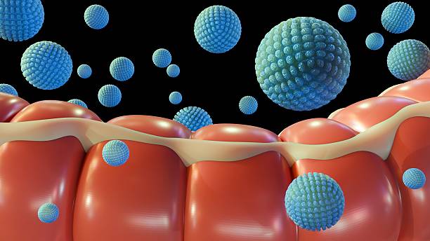 istock A human large intestine and scattered norovirus particles 2211421197