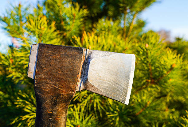 Axe against the background of pine, coniferous trees. Cutting down a pine tree with an axe. Cutting timber in forest. Deforestation, timber logging. Lumberjack axe for chopping timber. Ax for chopping