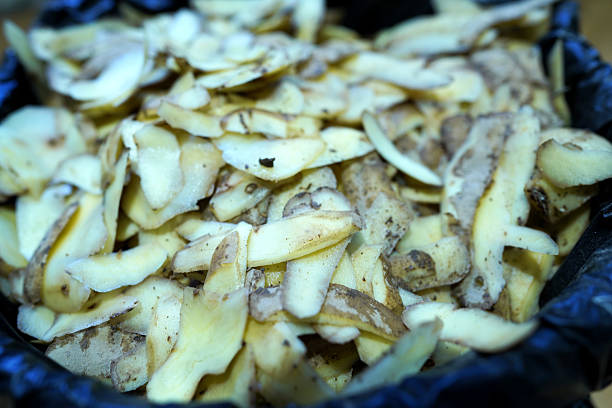 Potato peels in trash can. Potato peelings background. Potato peel waste for fertilizer. Potato remnants close up.