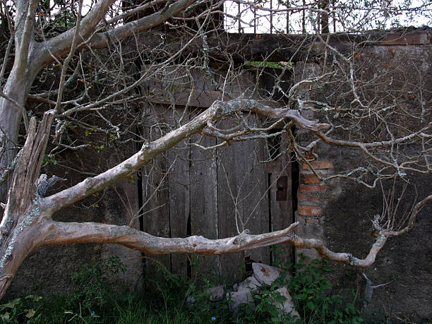 istock old wooden door with tree branches on the wall 2211423236