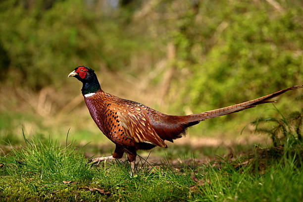 istock Male pheasant in the countryside 2211423815