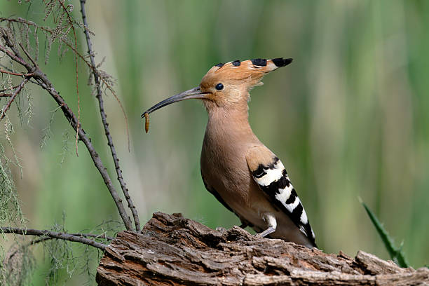 istock hoopoe with larva for chicks 2211423822
