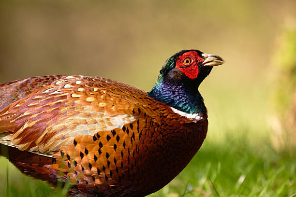 Common pheasant (Phasianus colchicus)  in the wild.