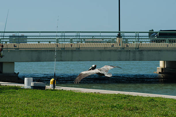 Pelican sitting on diagonal rickety wooden bridge in the dark rippled water