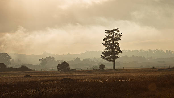 istock Solitary tree in a dawn landscape 2211425316