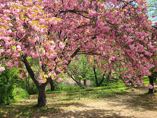 istock Meet double cherry blossoms at Gyeongju Bomun Complex 2211425477