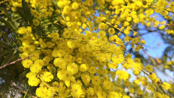 istock Golden Fluffy Mimosa Blossoms with Soft Green Background 2211426284