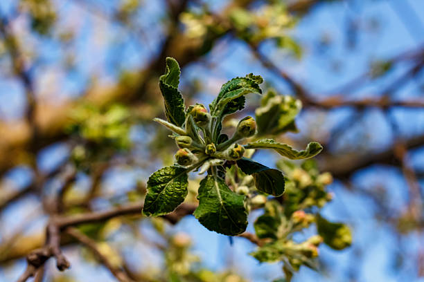 Young leaves with fruits on an apple tree.