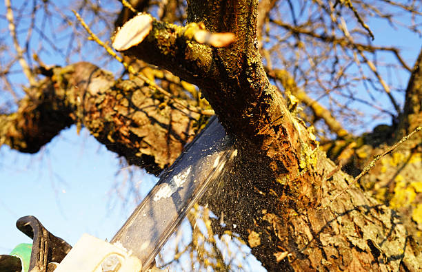 istock Gardener cuts branches old tree use chain saw. Trimming trees with chainsaw in backyard. 2211429074