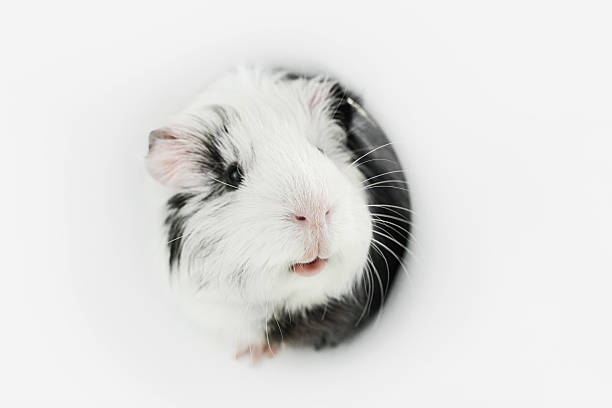 A small guinea pig with black and white fur curiously peers through a circular opening. The bright setting highlights its expressive features and soft fur, creating an endearing moment.