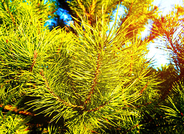 Pine tree close-up. Green needles on a pine tree branch closeup. Pine tree background, texture. Scotch fir close up. Pinaceae, Pinus of pine-tree.