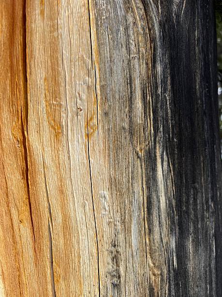istock Wyoming wood grain 2211431246